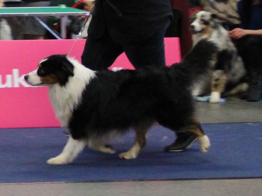 arwin v1 caca res. cacib 8. 12. 2012 3.jpg